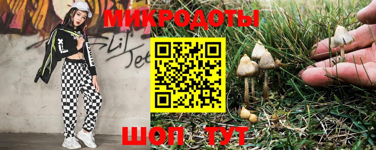 Галлюциногенные грибы Psilocybine cubensis Псков